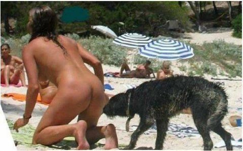 See Dog